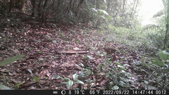 Crypturellus obsoletus