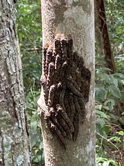 Heraclides anchisiades