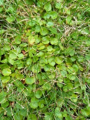 Hydrocotyle moschata