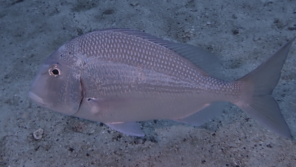 Pacific Porgy