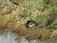 Anas platyrhynchos