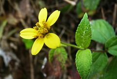 Wedelia urticaefolia
