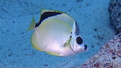 Johnrandallia nigrirostris