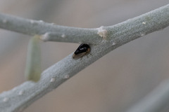 Micrutalis occidentalis