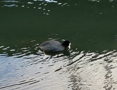 Fulica atra