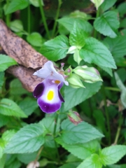 Torenia fournieri