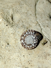 Xeroplexa intersecta