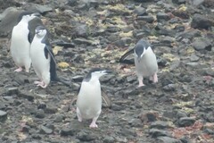 Pygoscelis antarcticus