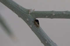 Micrutalis occidentalis