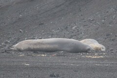 Leptonychotes weddellii