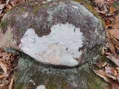 Pertusaria plittiana