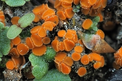 Anthracobia nitida