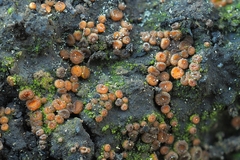 Anthracobia nitida