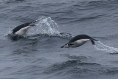 Pygoscelis antarcticus