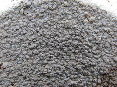 Pertusaria plittiana