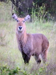Kobus ellipsiprymnus defassa