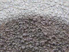 Pertusaria plittiana