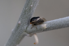 Micrutalis occidentalis