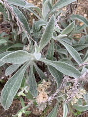 Pseudognaphalium microcephalum