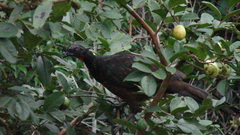 Penelope superciliaris