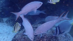 Cephalopholis colonus