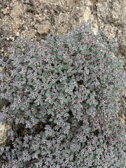 Euphorbia melanadenia