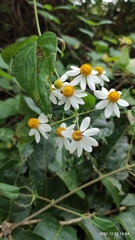 Montanoa