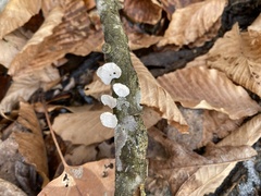 Trametes conchifer