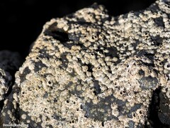 Chthamalus stellatus