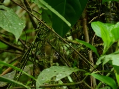 Basileuterus tristriatus