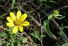 Wedelia urticaefolia