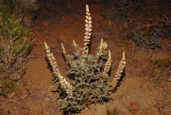 Lupinus elatus