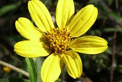 Wedelia urticaefolia