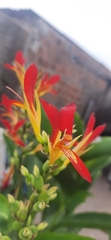 Canna indica