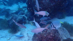 Cephalopholis colonus