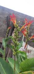 Canna indica