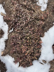 Arctostaphylos uva-ursi