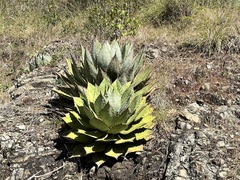 Agave seemanniana