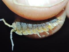 Porcellio