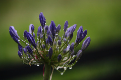 Agapanthus