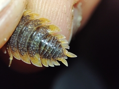 Porcellio