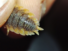 Porcellio