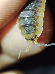 Porcellio