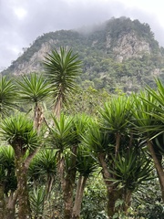Yucca gigantea