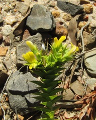 Aspalathus cordata