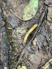 Anadenobolus monilicornis