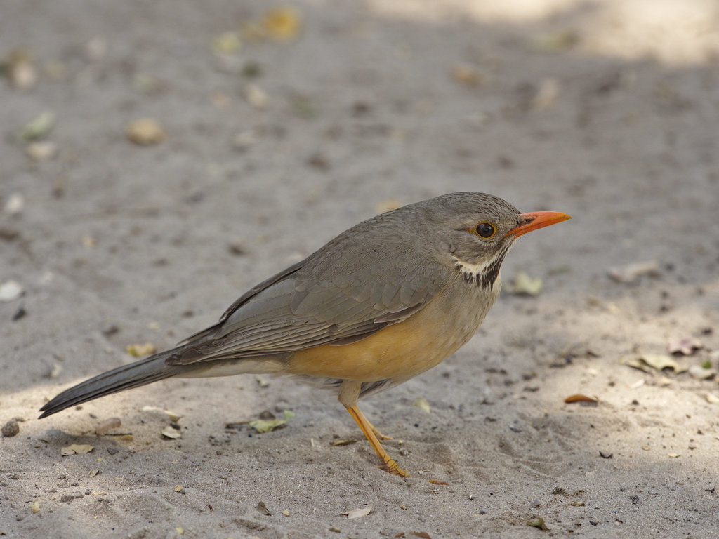 Kurrichane Thrush (Turdus libonyana) photo
