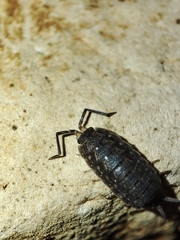 Porcellionides sexfasciatus