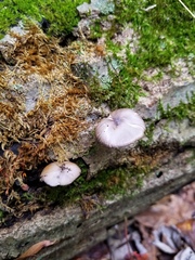 Bolbitius