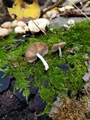Bolbitius